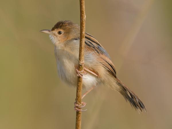 <h3><a href="/trips/gambia/biota/animalia/chordata/aves/040 passeriformes/088 cisticolidae/cisticola marginatus/cisticola marginatus-nl.html">Cisticola&nbsp;marginatus</a> / Winding&nbsp;cisticola / Heuglins&nbsp;graszanger</h3>OM-1 Mark II met OLYMPUS M.150-400mm F4.5 TC, 1/2000 sec  bij F5.6, ISO 800, afstand 11.5&nbsp;m